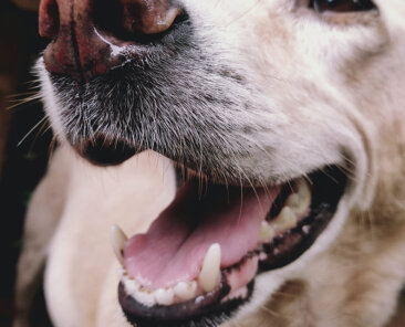 cane2